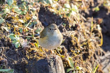 ルリビタキ 薬師池公園 2022年1月16日(日)