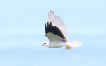 Black-winged Kite Ishigaki Island Wed, 7/19/2017