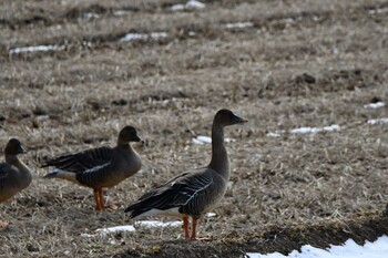 2022年1月15日(土) 蕪栗沼の野鳥観察記録