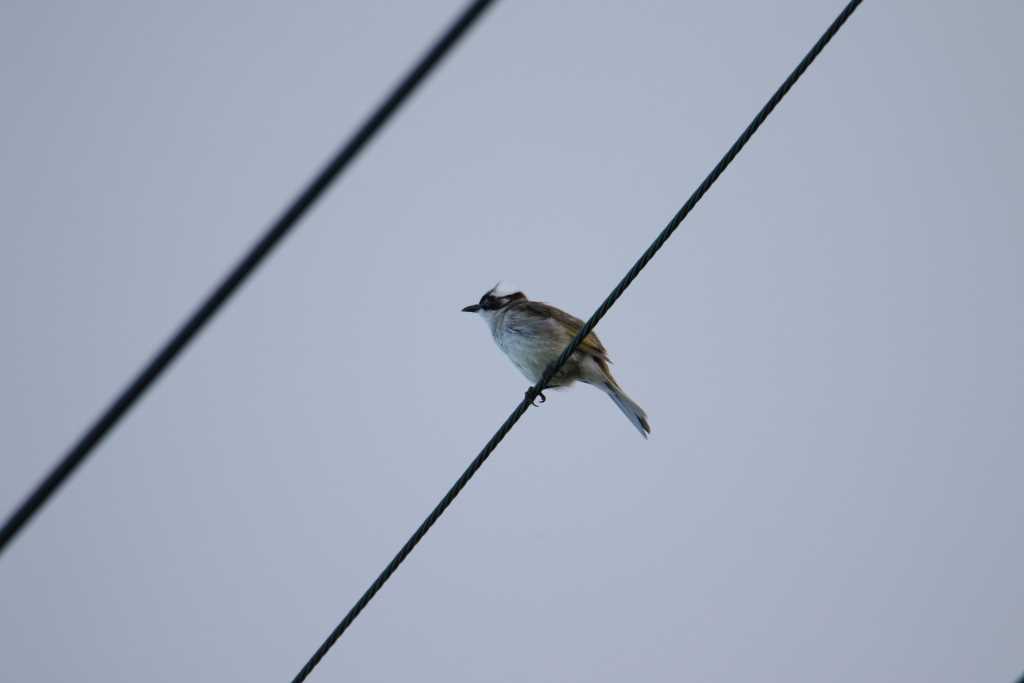 Photo of Light-vented Bulbul at Ishigaki Island by 目指せ400