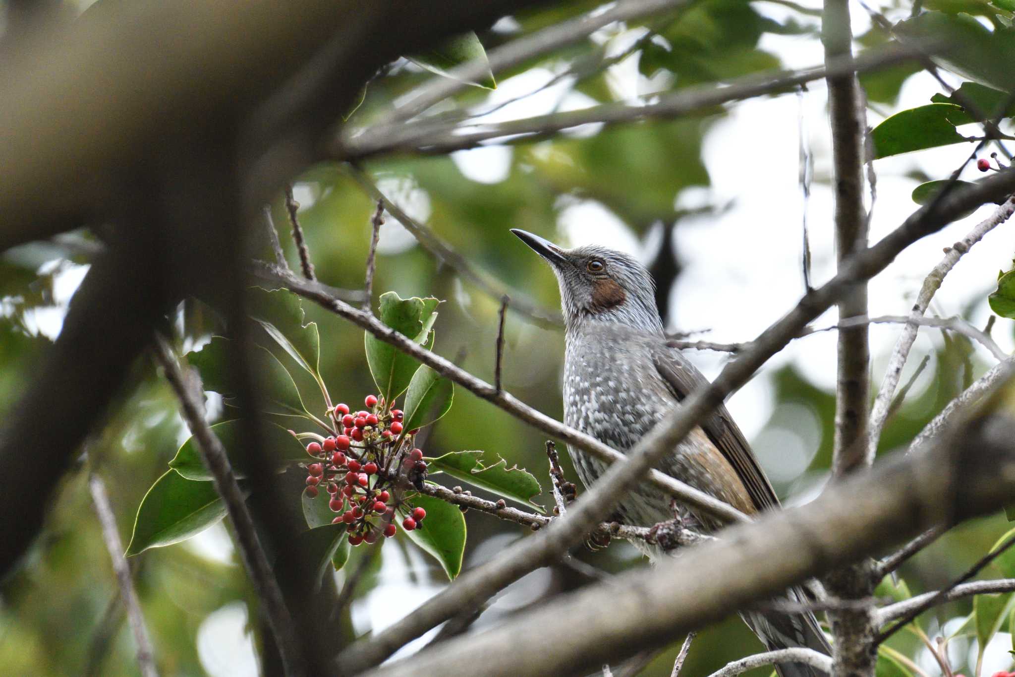 東京港野鳥公園 ヒヨドリの写真 by 80%以上は覚えてないかも