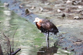 Slaty-legged Crake 沖縄県宮古島市 Sat, 7/22/2017