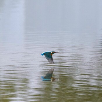 カワセミ 多摩中央公園 2022年1月10日(月)