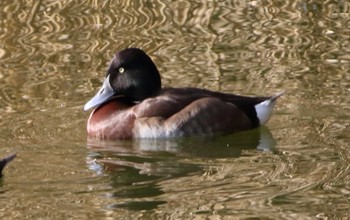 アカハジロ 都立浮間公園 2017年2月25日(土)