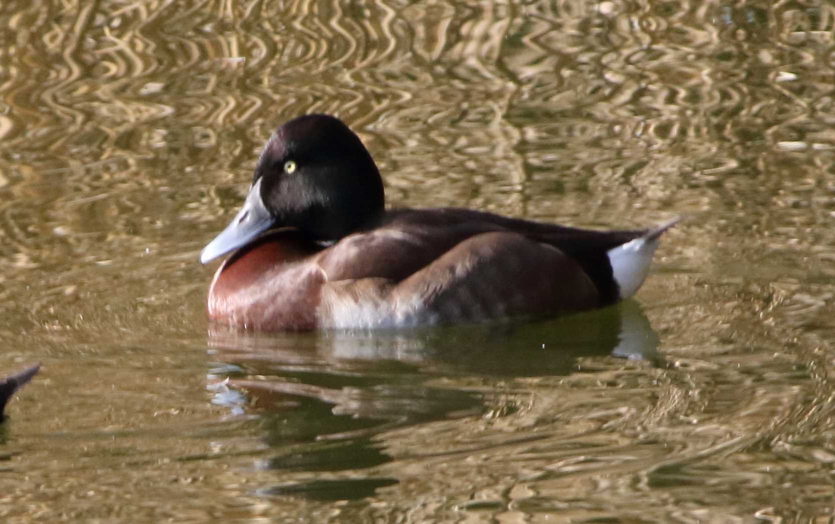 Photo of Baer's Pochard at Ukima Park by 目指せ400