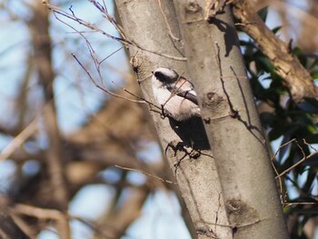 Long-tailed Tit 芝川第一調節池(芝川貯水池) Sun, 1/16/2022