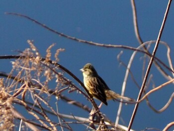 Masked Bunting 芝川第一調節池(芝川貯水池) Sun, 1/16/2022