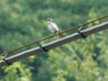 セグロセキレイ 高知県 2017年7月28日(金)