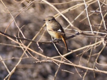 Daurian Redstart 芝川第一調節池(芝川貯水池) Sun, 1/16/2022