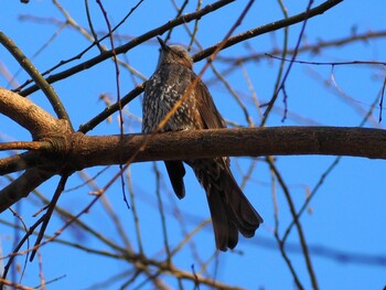 Brown-eared Bulbul 芝川第一調節池(芝川貯水池) Sun, 1/16/2022