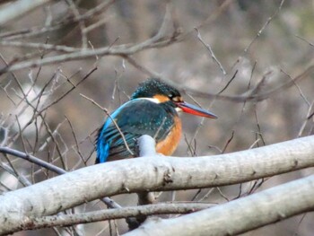 2022年1月10日(月) 新宿御苑の野鳥観察記録