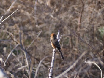 Bull-headed Shrike 芝川第一調節池(芝川貯水池) Sun, 1/16/2022