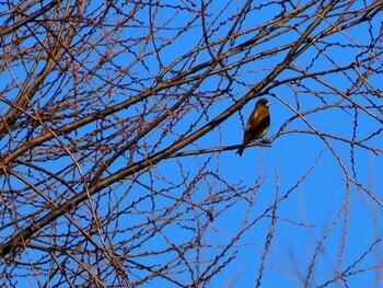 Grey-capped Greenfinch 芝川第一調節池(芝川貯水池) Sun, 1/16/2022