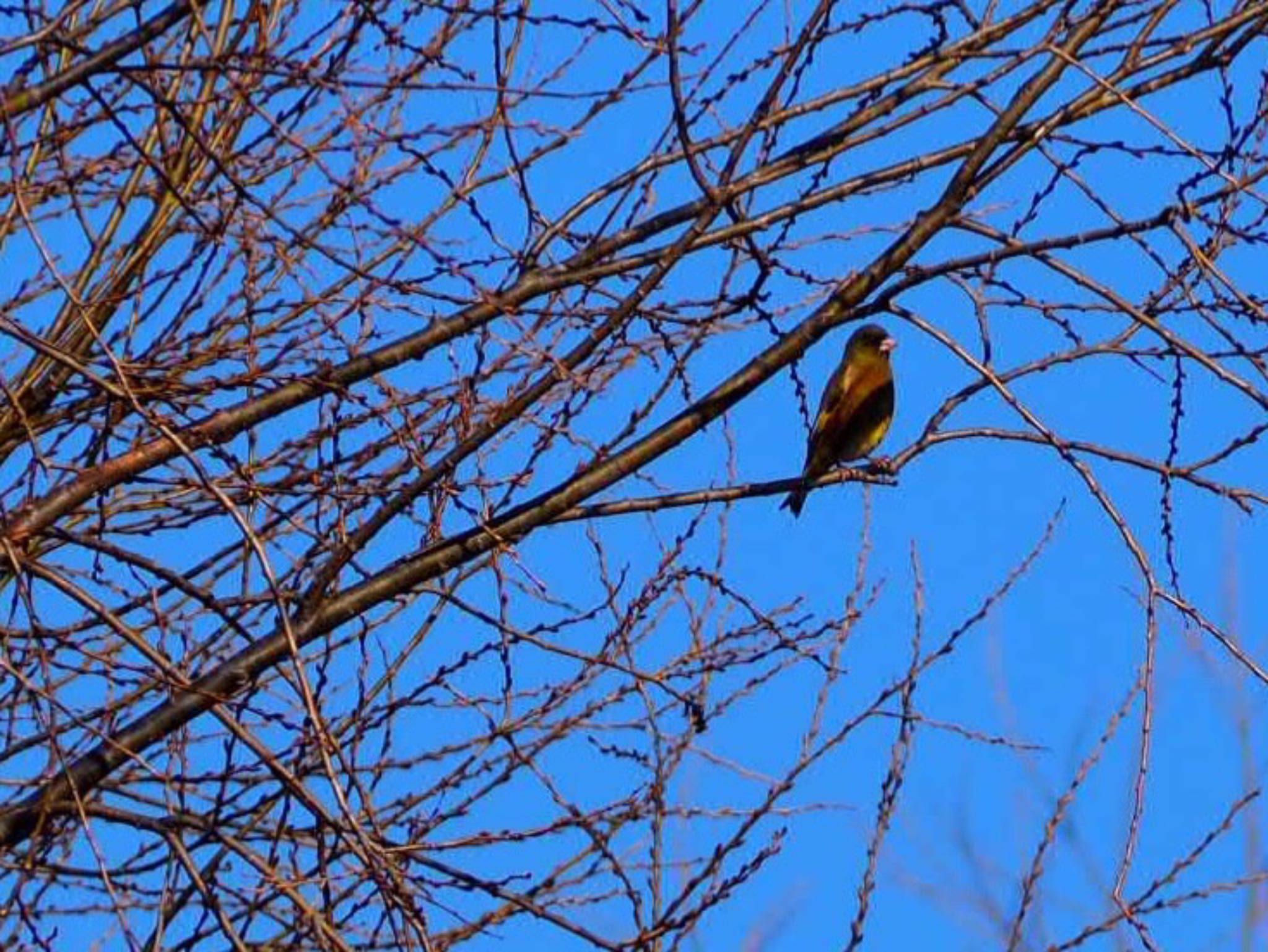 Photo of Grey-capped Greenfinch at 芝川第一調節池(芝川貯水池) by Q-chan