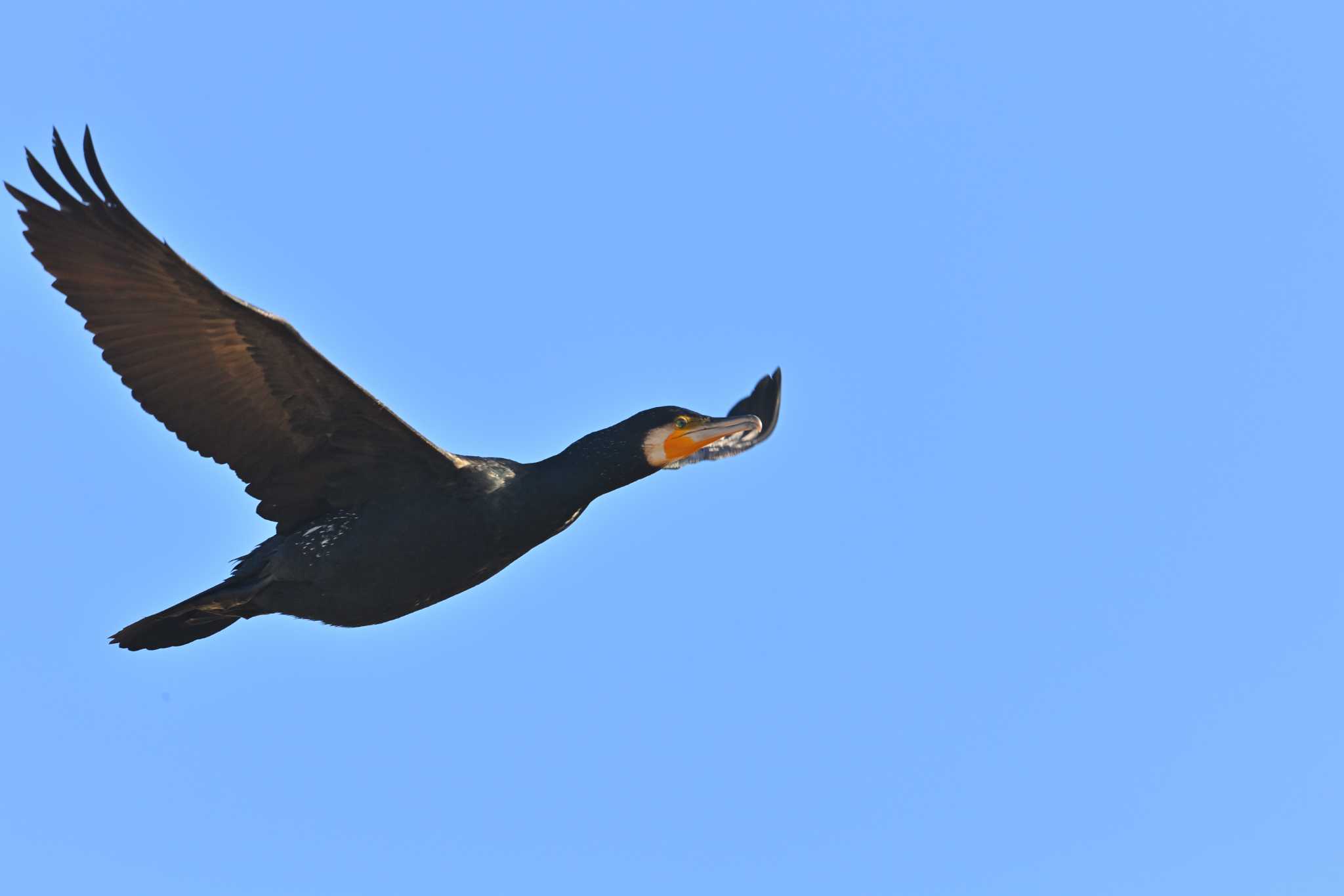 印旛沼 カワウの写真 by birds@hide3