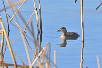 カイツブリ 印旛沼 2022年1月16日(日)