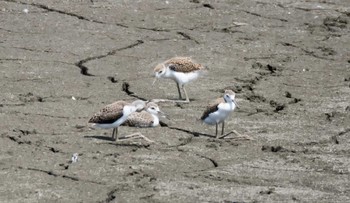 セイタカシギ 東京港野鳥公園 2017年7月22日(土)