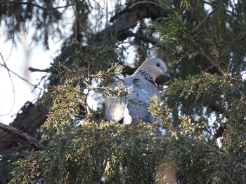 カノコバト 香河園公園(北京) 2022年1月16日(日)