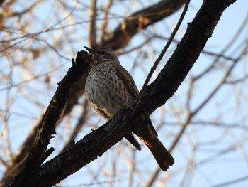 Naumann's Thrush 香河園公園(北京) Sun, 1/16/2022