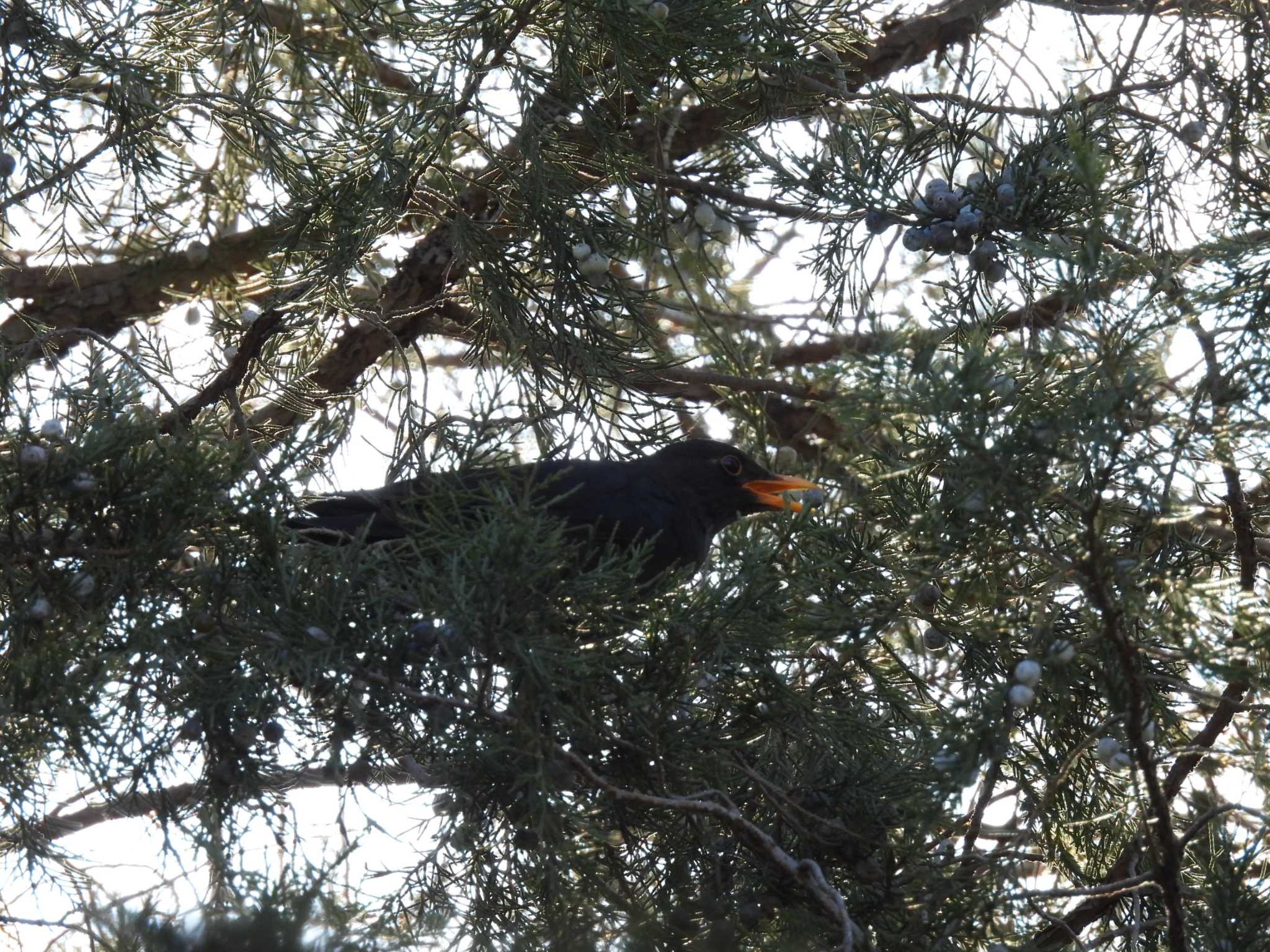 Chinese Blackbird