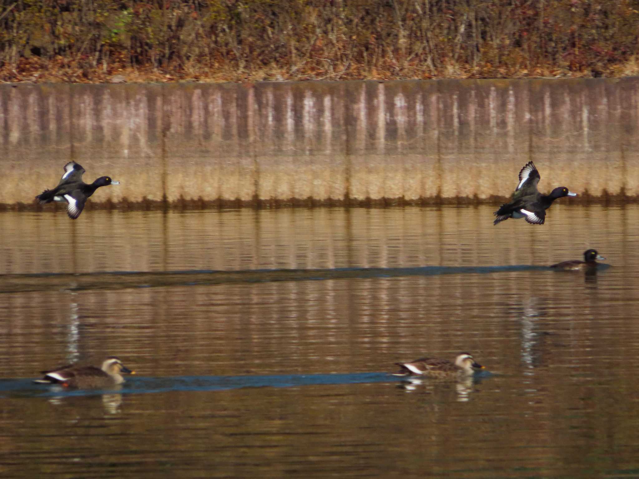 大池親水公園 キンクロハジロの写真