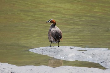 カイツブリ 東京港野鳥公園 2017年7月22日(土)