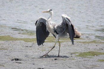 アオサギ 東京港野鳥公園 2017年7月22日(土)