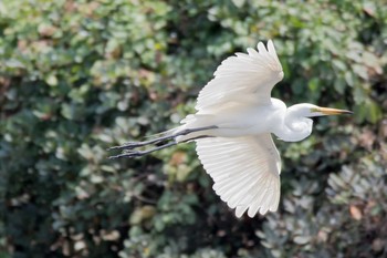 ダイサギ 東京港野鳥公園 2017年7月22日(土)