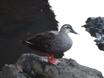 Eastern Spot-billed Duck 平戸永谷川(横浜市) Sun, 1/16/2022