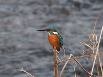 Sun, 1/16/2022 Birding report at 平戸永谷川(横浜市)