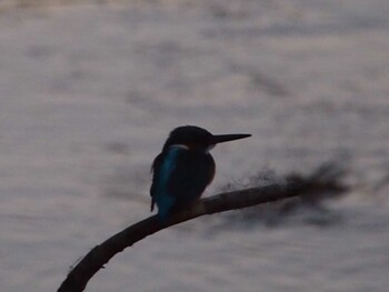 Common Kingfisher 平戸永谷川(横浜市) Sun, 1/16/2022