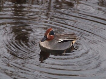 Eurasian Teal 平戸永谷川(横浜市) Sun, 1/16/2022