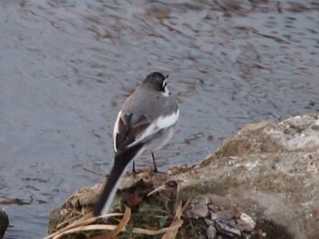 White Wagtail 平戸永谷川(横浜市) Sun, 1/16/2022