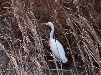 Medium Egret 平戸永谷川(横浜市) Sun, 1/16/2022