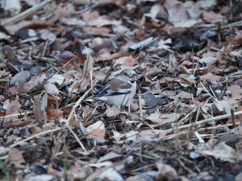 Hawfinch Maioka Park Sun, 1/16/2022