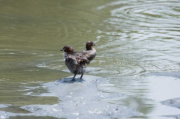 カイツブリ 東京港野鳥公園 2017年7月22日(土)