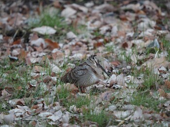 Eurasian Woodcock Maioka Park Sun, 1/16/2022