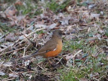 Brown-headed Thrush Maioka Park Sat, 1/15/2022