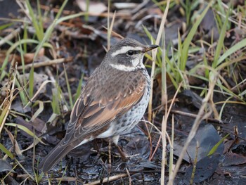 Dusky Thrush Maioka Park Sat, 1/15/2022