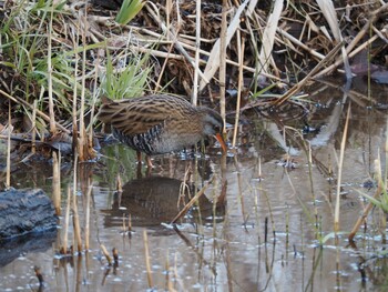 Brown-cheeked Rail Maioka Park Sat, 1/15/2022