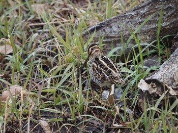 Common Snipe Maioka Park Sat, 1/15/2022