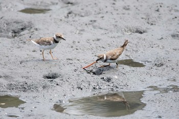 コチドリ 東京港野鳥公園 2017年7月22日(土)