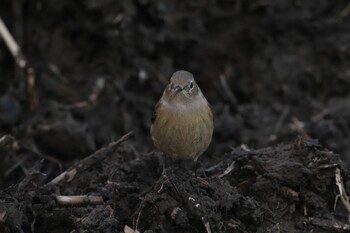 ジョウビタキ 北本自然観察公園 2022年1月13日(木)