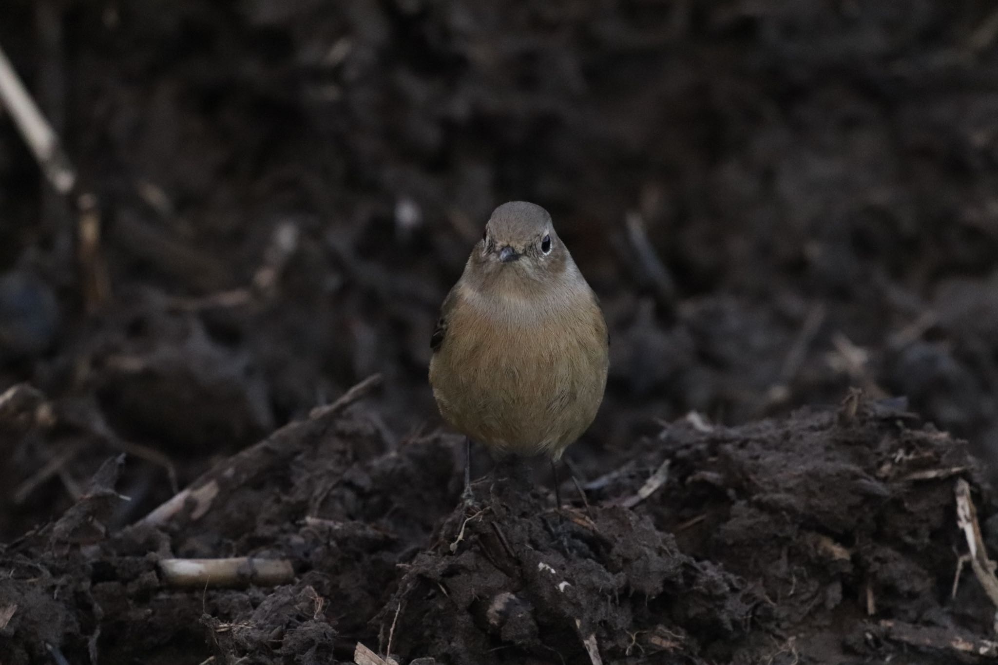 北本自然観察公園 ジョウビタキの写真