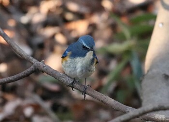 Red-flanked Bluetail Kitamoto Nature Observation Park Sun, 1/16/2022