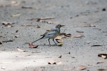 ハクセキレイ 東京港野鳥公園 2017年7月22日(土)