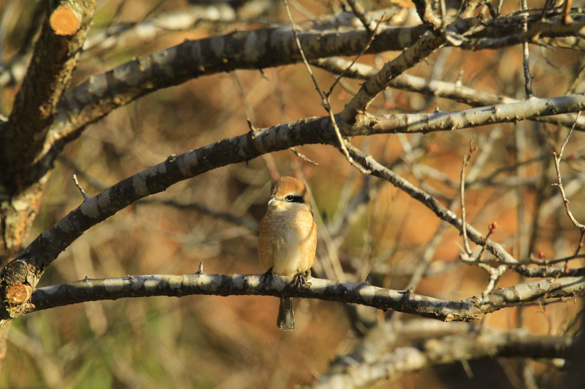 Bull-headed Shrike