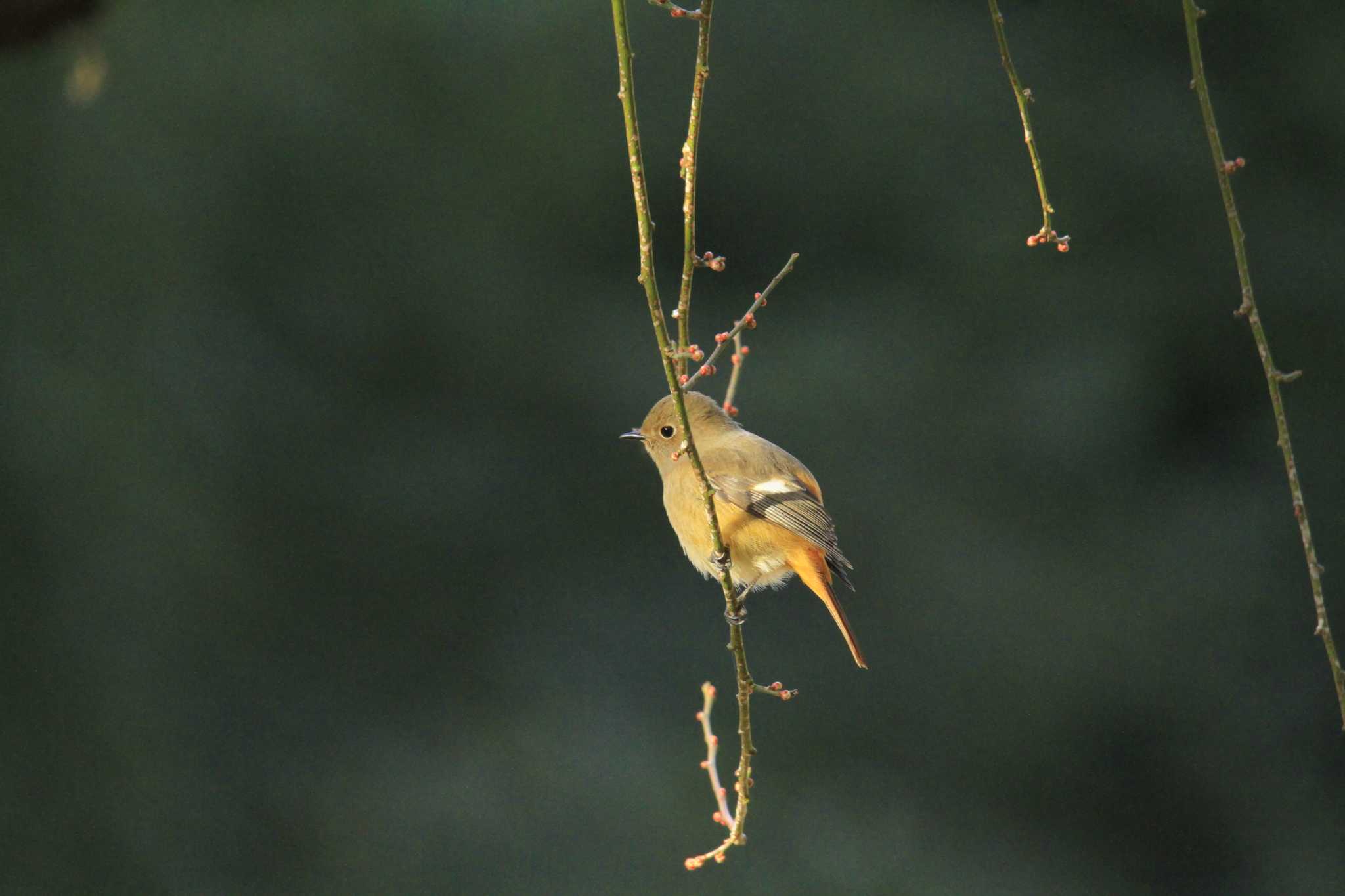 Daurian Redstart