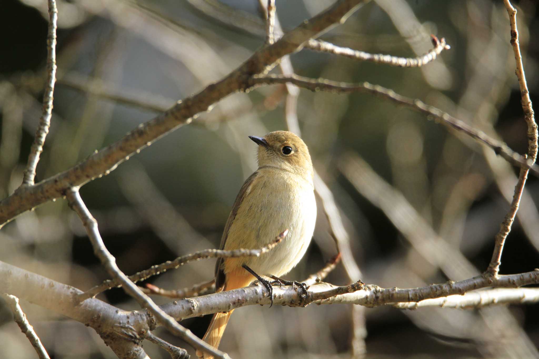 Daurian Redstart