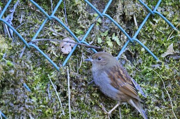 2022年1月16日(日) 早戸川林道の野鳥観察記録